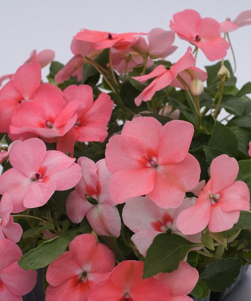 276.190 Impatiens Balance coral 07b18 (2)